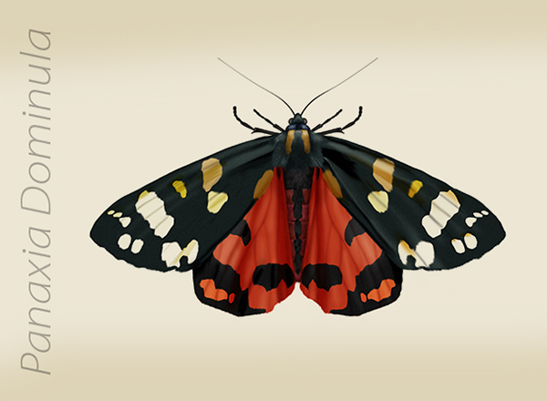 Panaxia Dominula Moth