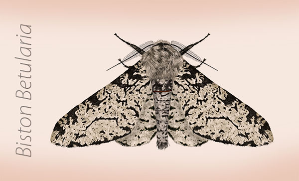 Biston Betularia Moth