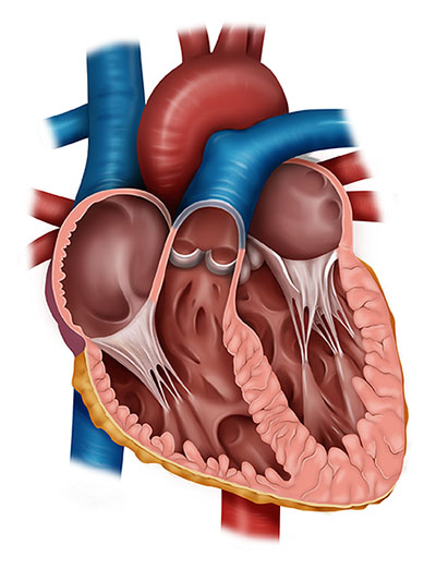 heart section illustration