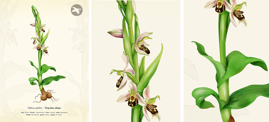 ophrys apifera, bee orchid