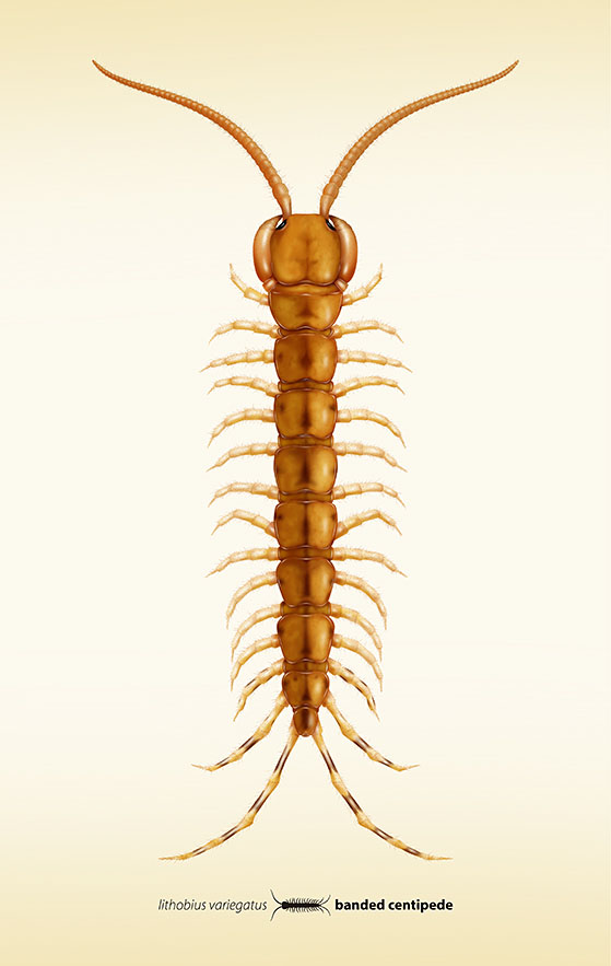 Banded Centipede. Entomology illustration