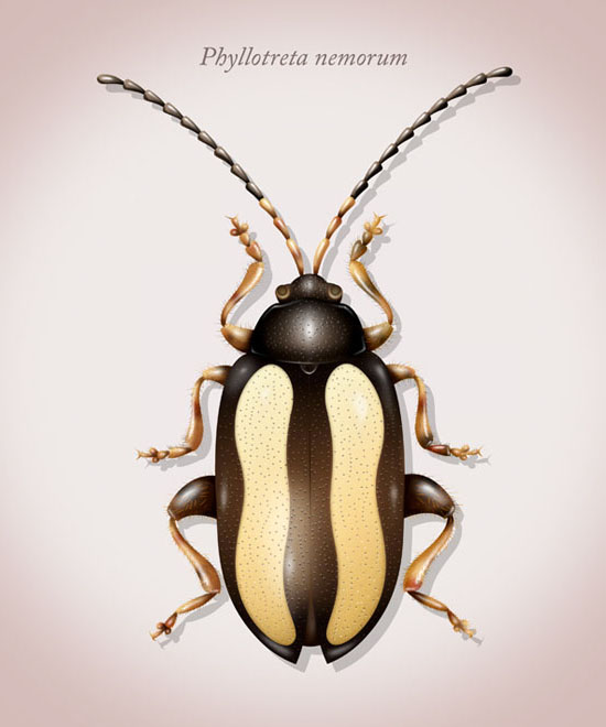 Escarabajo Pulga ilustración