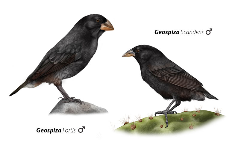 Ilustración ornitológica