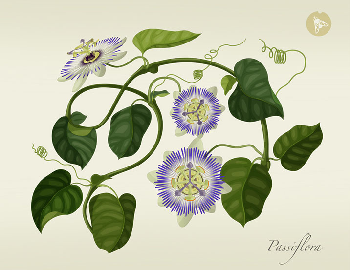 Passion Flower illustration