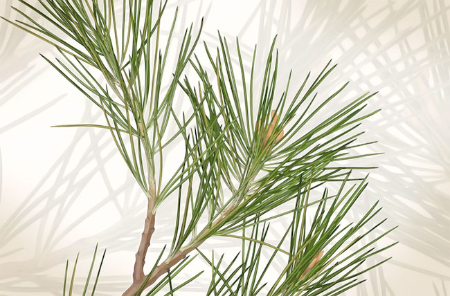 Pinus Monticola illustration