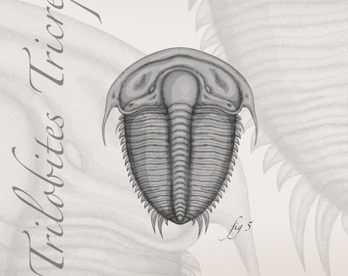 Trilobites Tricrepicephalus illustration